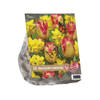 Baltus - Urban Flowers Brazilian Carnaval per 12 bloembollen