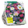 Baltus - Anemone Blanda Mix per 50 bloembollen