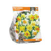 Baltus - Narcissus Trumpet Mixed per 5 bloembollen