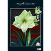 2 stuks - Baltus - Amaryllis Lemon Star (Steeketiket)