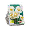 Baltus - Narcis Cheerfulness per 15 bloembollen