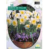 3 stuks - Baltus - Narcis Ice Follies per 20 bloembollen