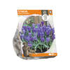 Baltus - Crocus Queen Of The Blues per 10 bloembollen