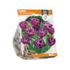 3 stuks - Baltus - Tulipa Double Late Double Negrita per 5