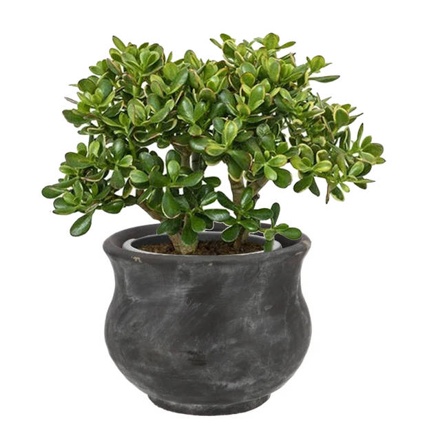 DK Design plantenpot - antraciet - voor kamerplant - 22 x 19 cm - Plantenpotten