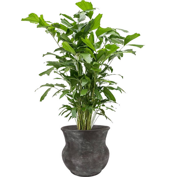 DK Design plantenpot - antraciet - voor kamerplant - 40 x 40 cm - Plantenpotten