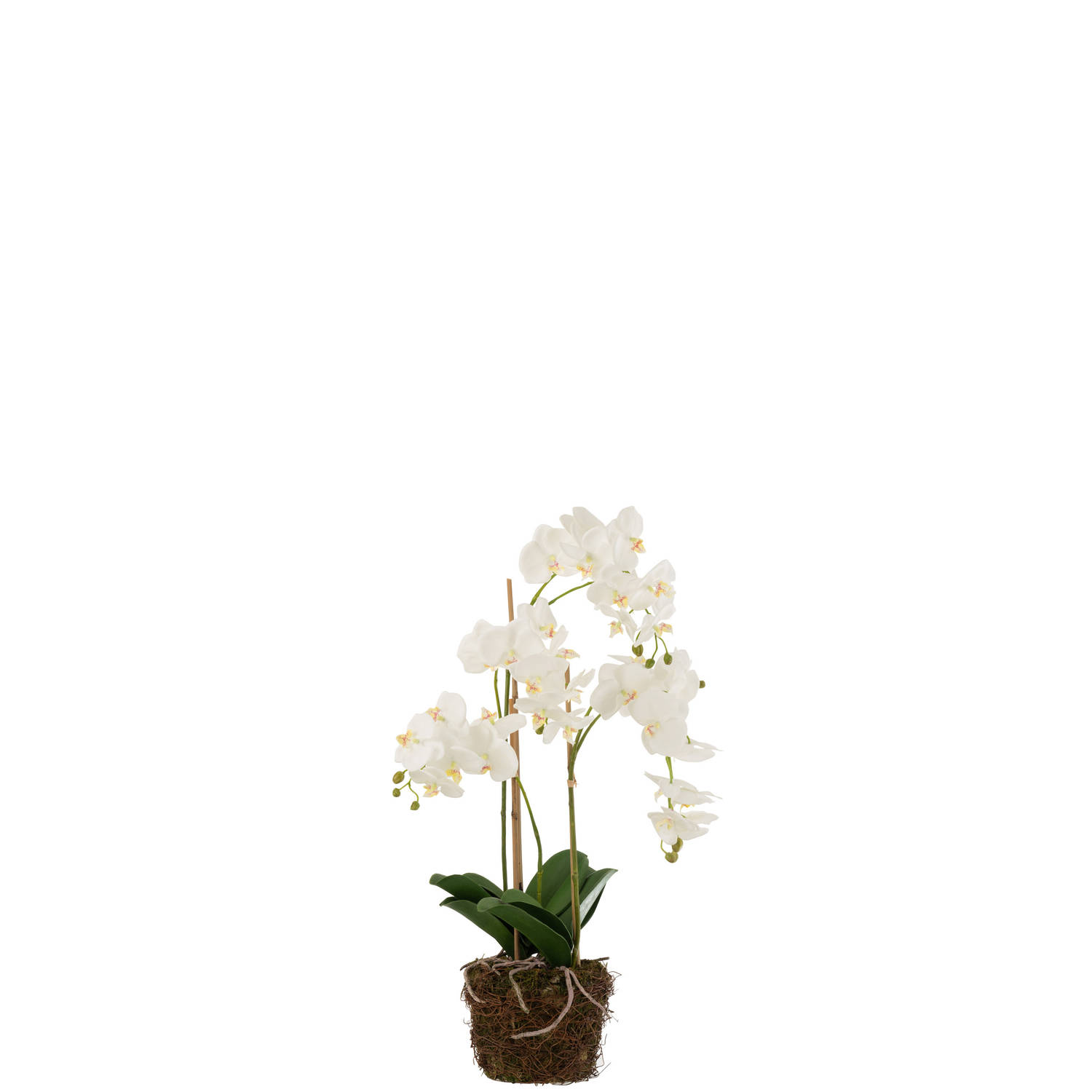 J-line - Orchidee In Aarde Plastiek Wit/groen Large - 32x32x75cm