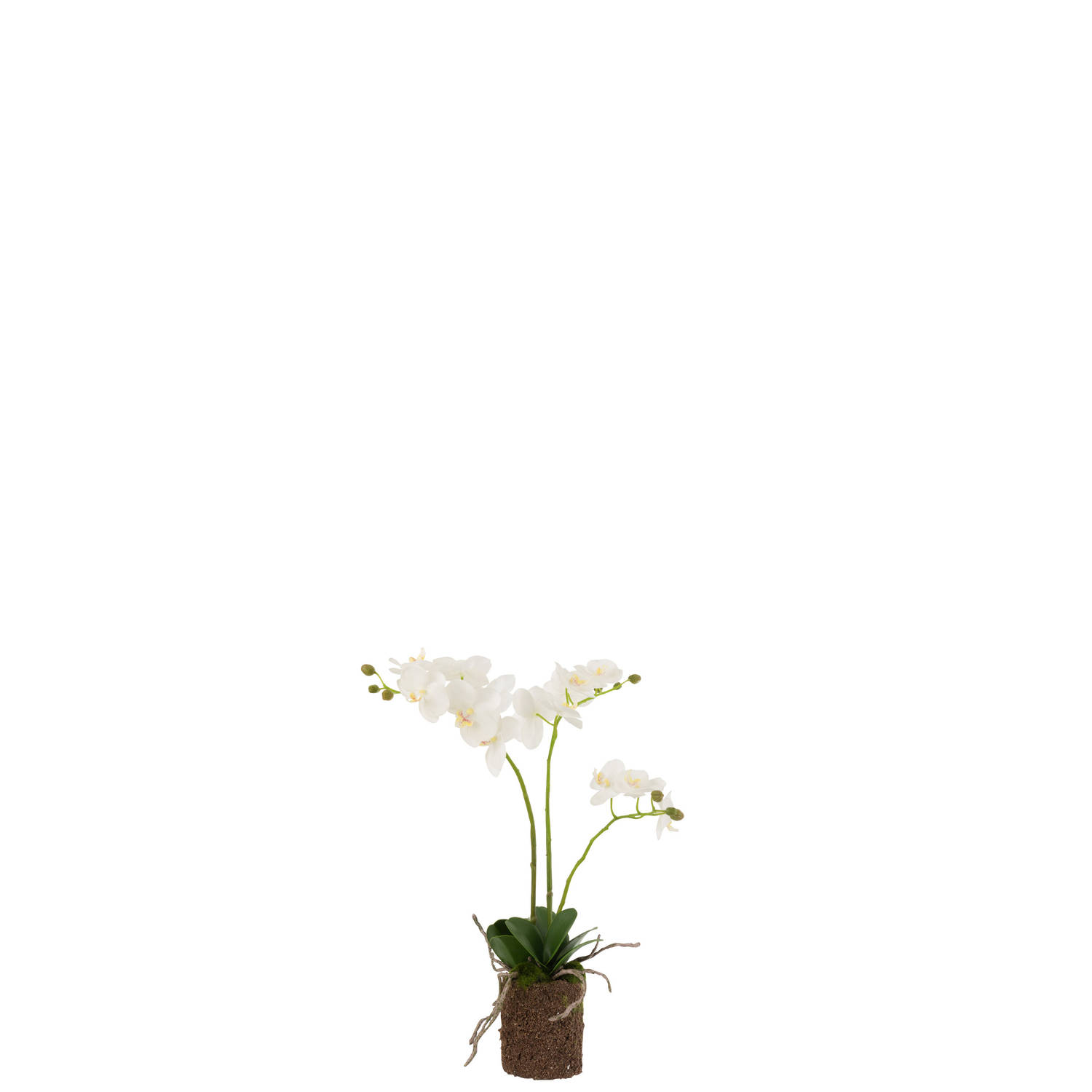 J-line - Orchidee In Aarde Plastiek Wit/groen Medium - 30x15x52cm